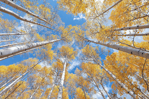 Looking straight up through golden autumn aspen trees with white trunks toward a blue sky