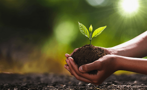 Cupped hands holding a seedling growing from a mound of soil, backlit by sunlight