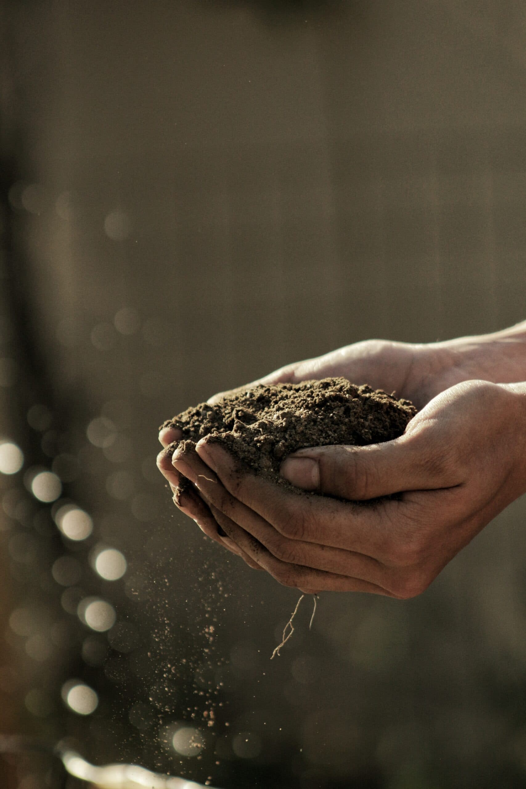 Close-up of cupped hands holding a mound of dark soil, with loose grains and a thin root falling between the fingers against a softly blurred background